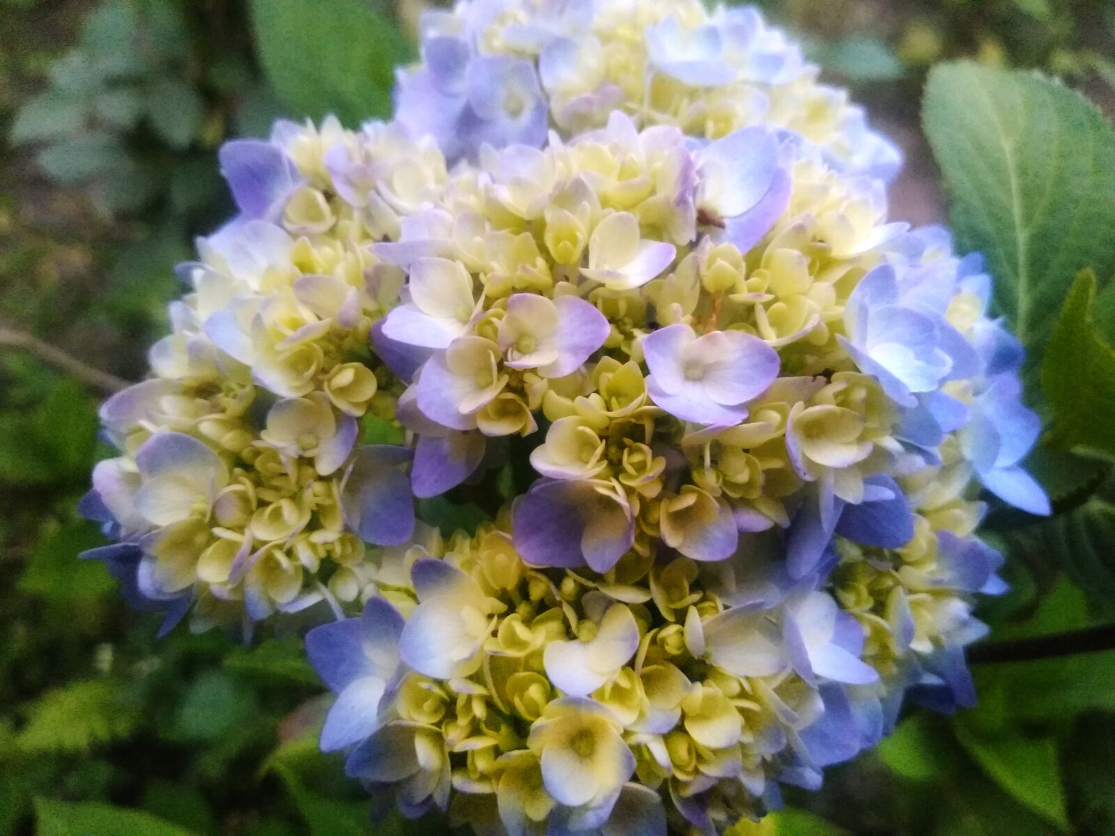 QCOM-AA QCAM-AA sample photo. Hydrangea flower, beautiful hydrangea photography