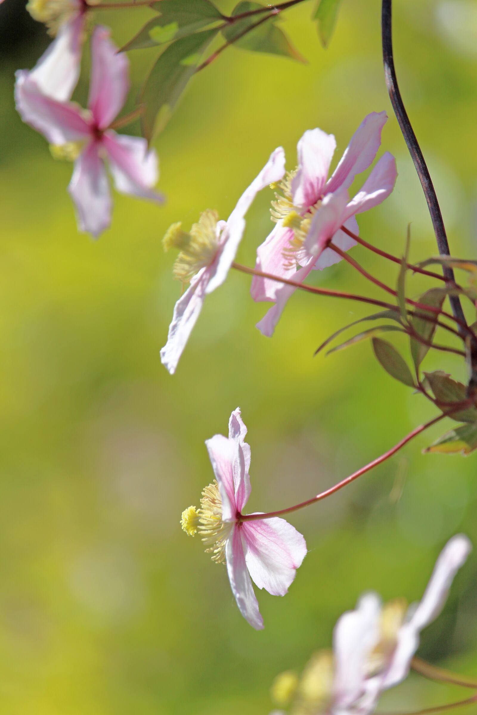Canon EOS 700D (EOS Rebel T5i / EOS Kiss X7i) sample photo. Clematis, climber plant, flower photography