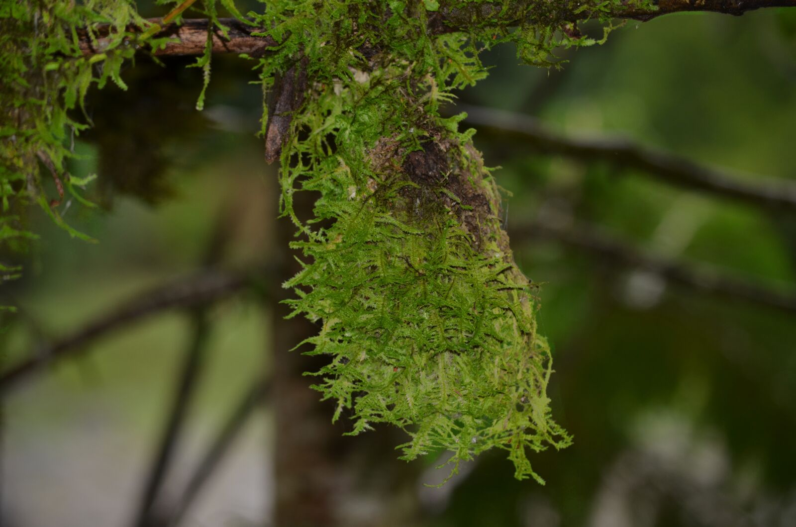 Nikon D5100 sample photo. Tree, forest, nature photography