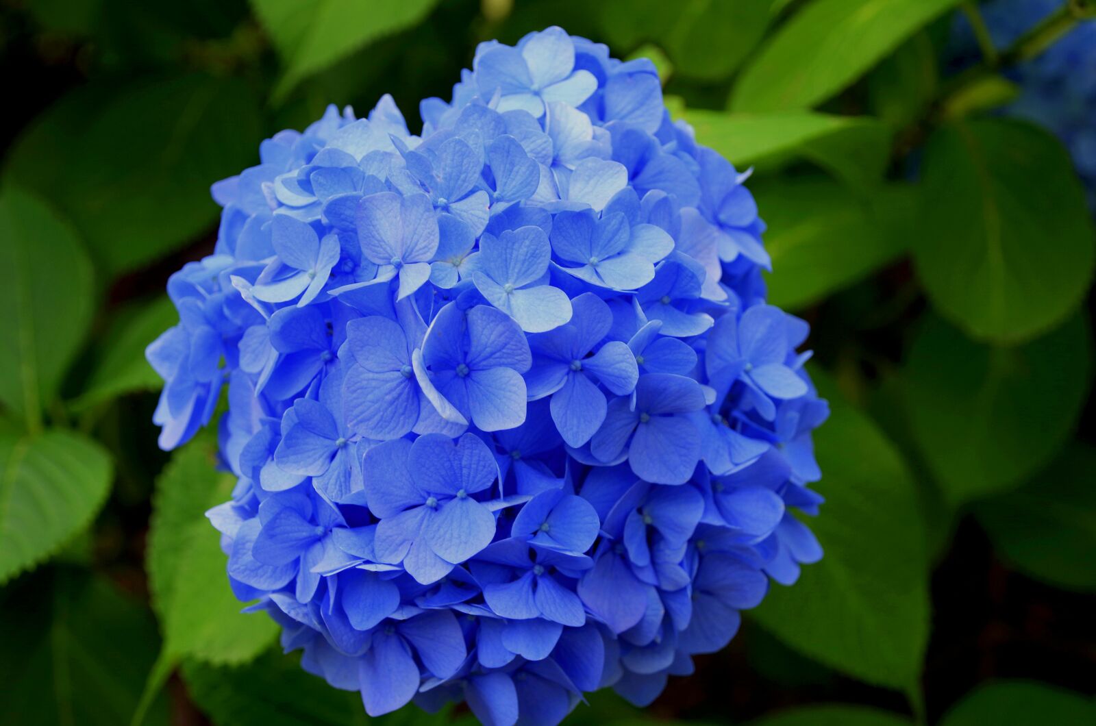 Pentax K-30 sample photo. Hydrangea, purple, japan photography