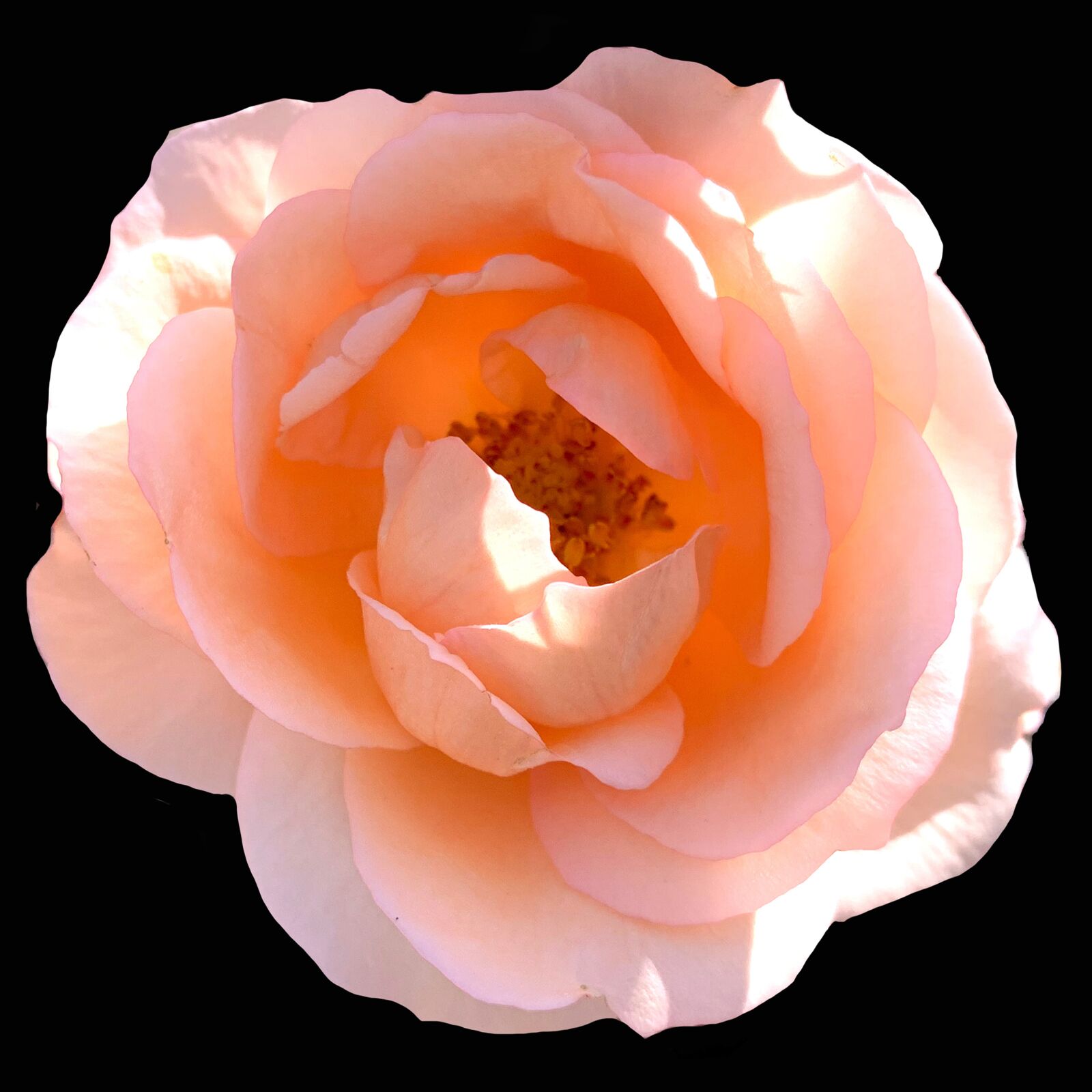 Apple iPhone XS sample photo. Peach, rose, briar photography
