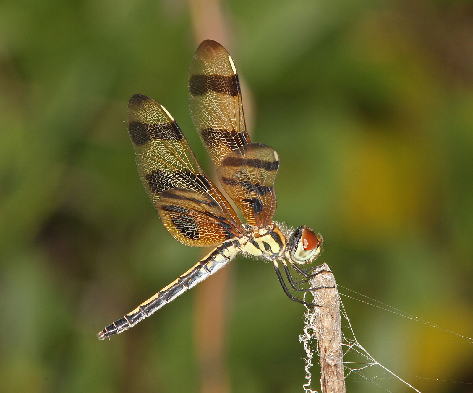 Canon EF 300mm F4L IS USM sample photo