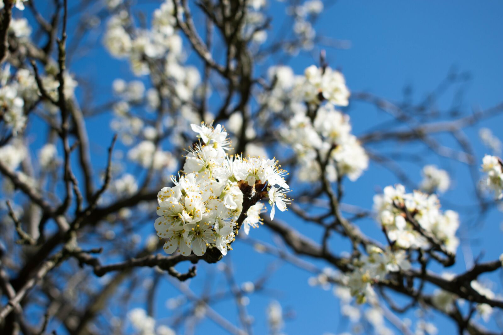 Nikon D5600 sample photo. Spring, the buds, leaf photography