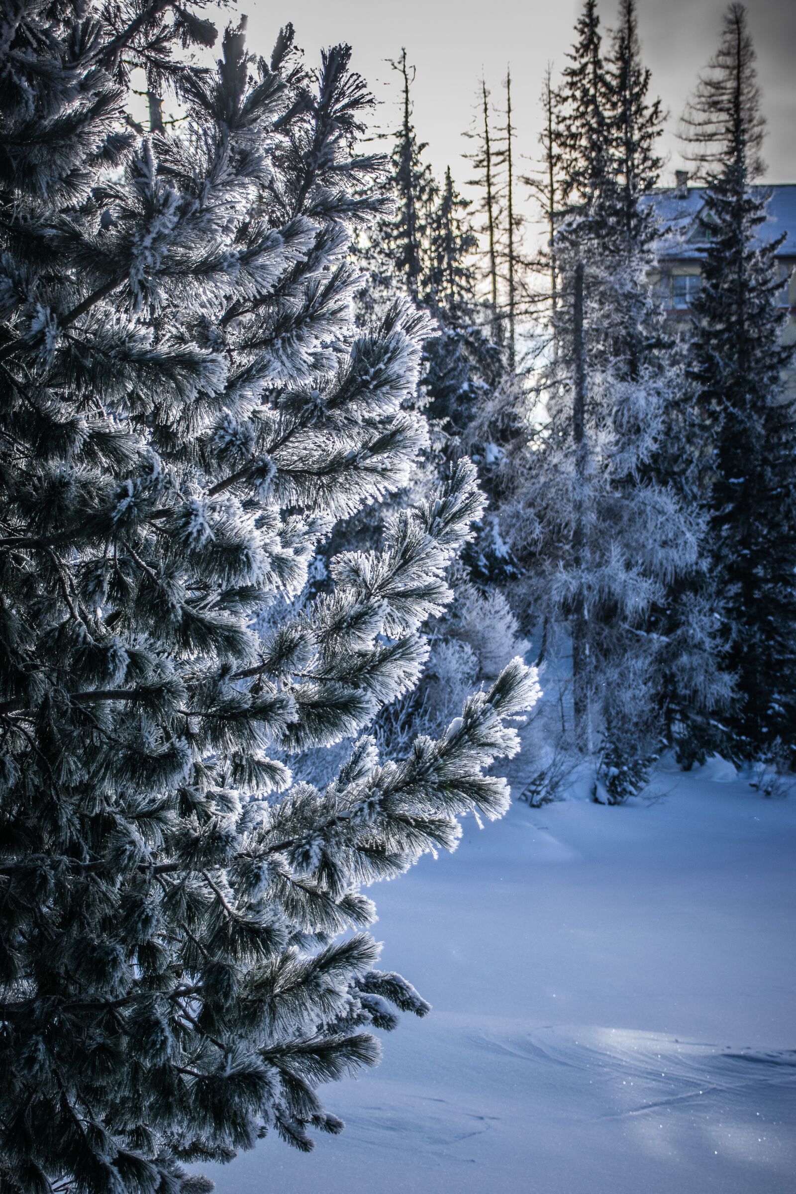 Nikon D5300 sample photo. Winter, frost, snow photography