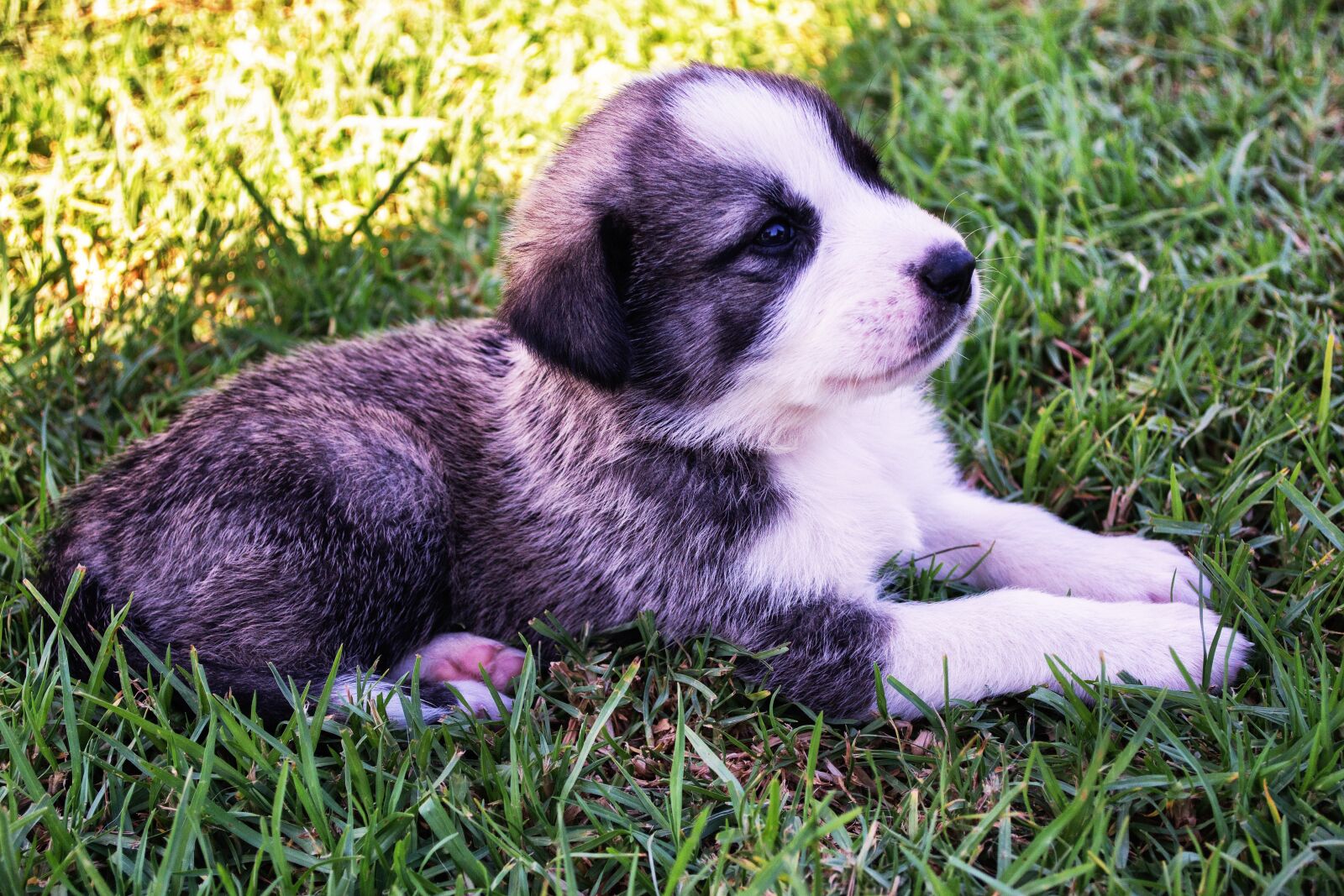 Nikon D3100 sample photo. Puppy, dog, shepherd photography