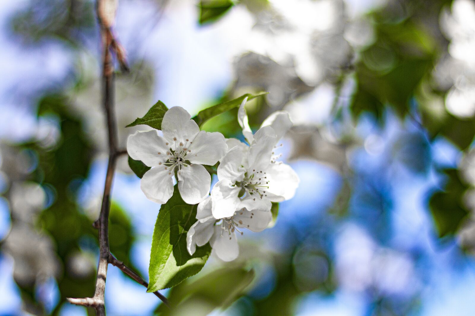 Canon EOS 450D (EOS Rebel XSi / EOS Kiss X2) + Canon EF 50mm F1.8 II sample photo. Tree, apple, blooming photography