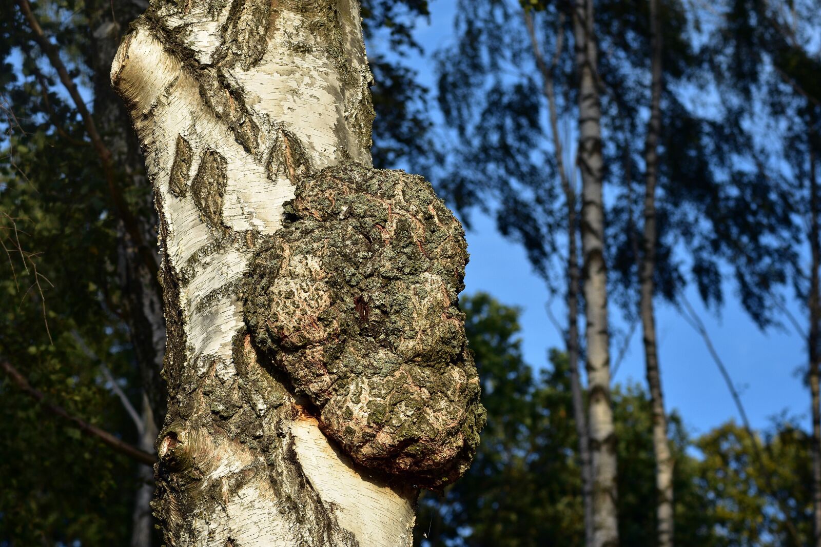 Nikon D3400 sample photo. Birch, the forest is photography