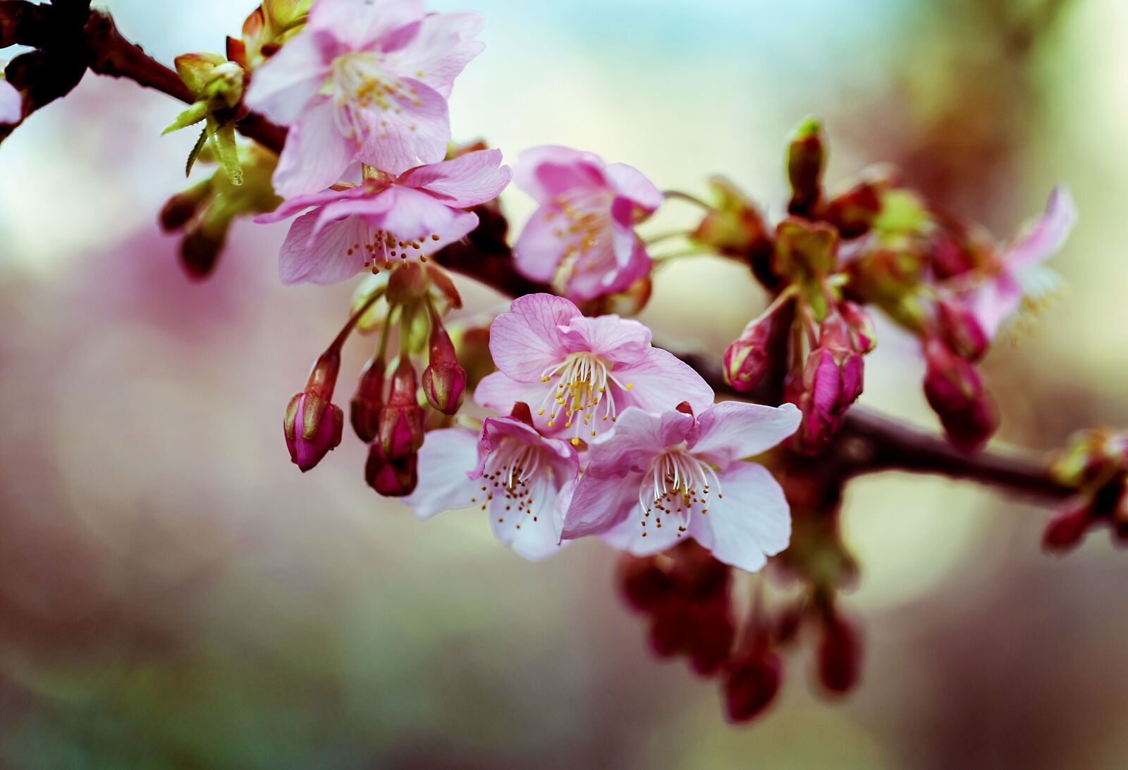 Canon EF 100mm F2.8L Macro IS USM sample photo. Kawazu cherry blossom, spring photography