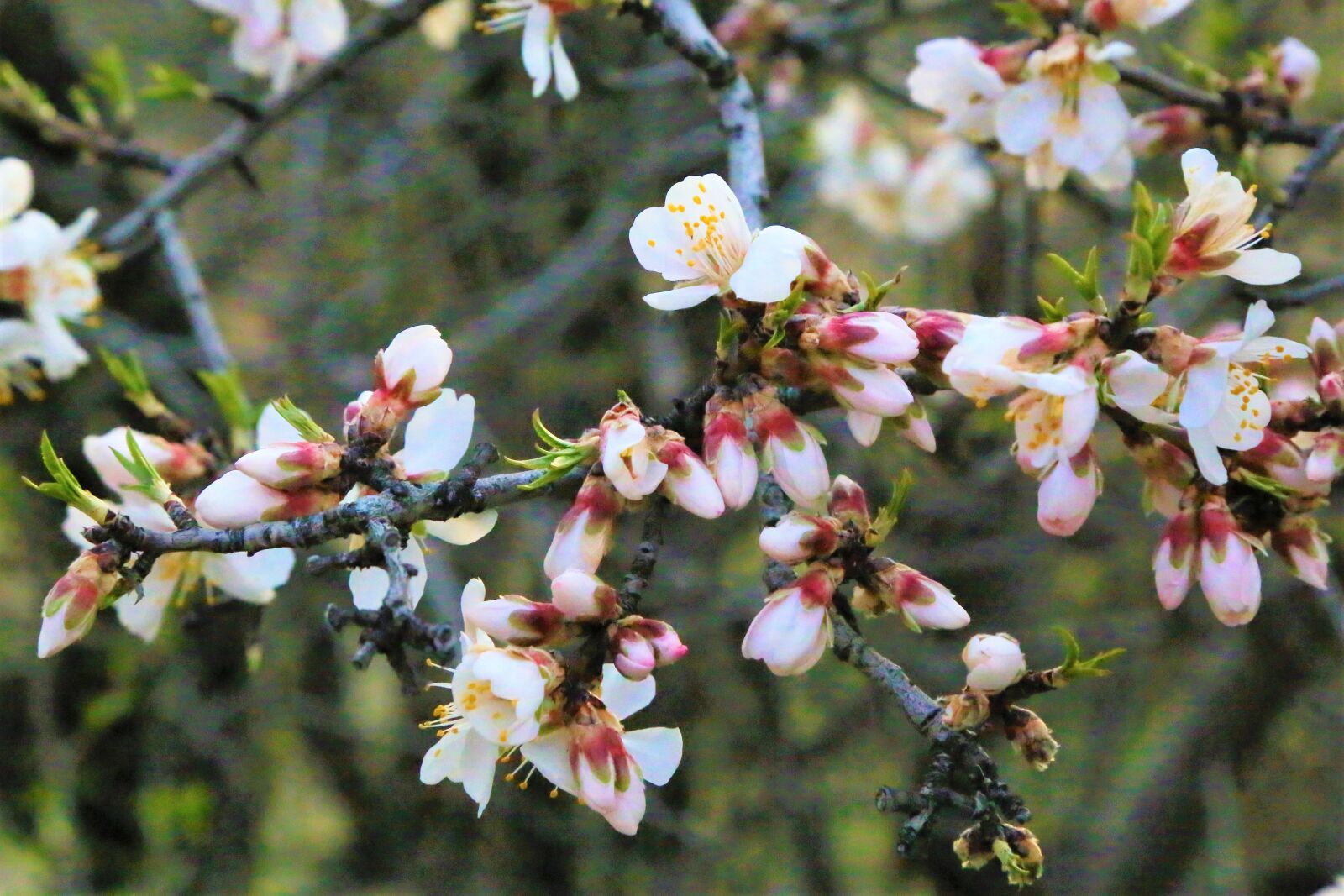 Canon EF 24-105mm F4L IS USM sample photo. Flower, bud, spring photography