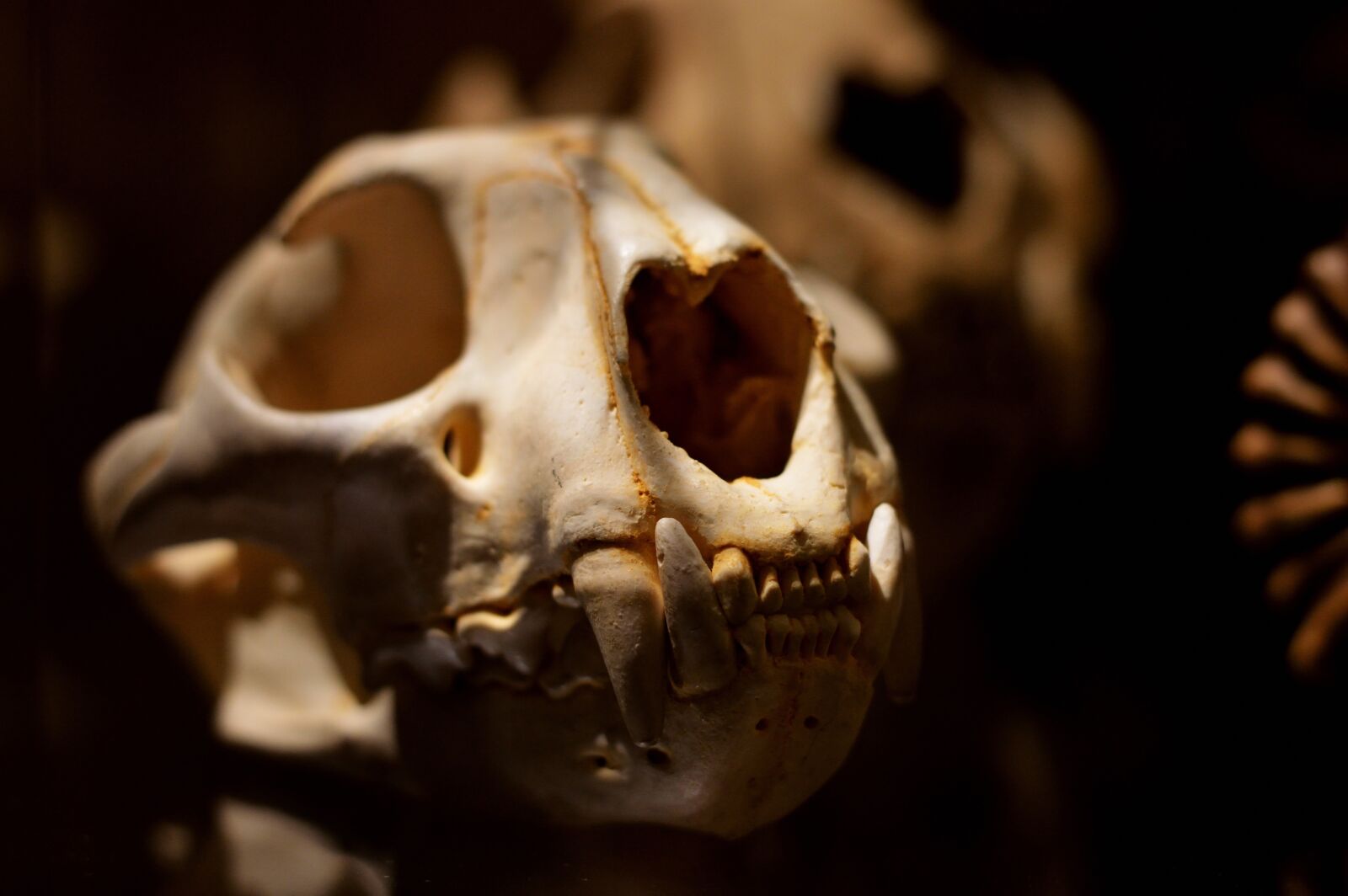 Nikon D3200 sample photo. Puma, mammal, bone photography