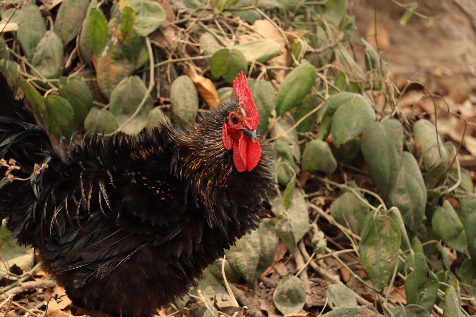 Canon EOS 250D (EOS Rebel SL3 / EOS Kiss X10 / EOS 200D II) sample photo. Hen, kerala, poultry photography