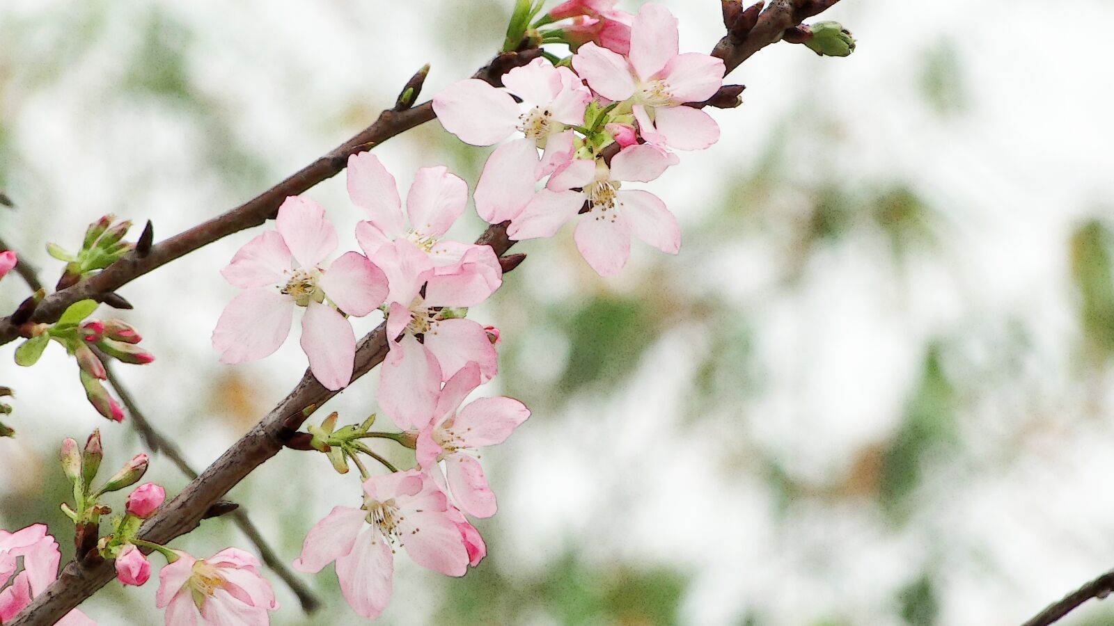 Sony Cyber-shot DSC-HX1 sample photo. Flowering, cherry blossoms, spring photography