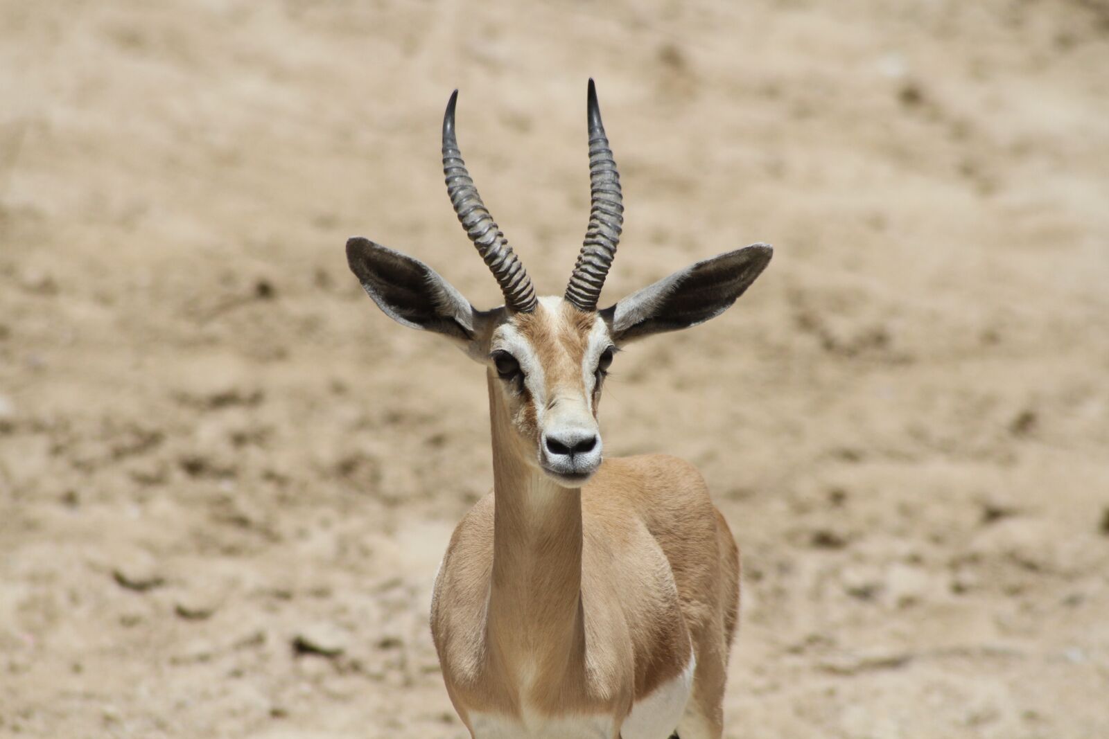 Canon EOS 7D sample photo. Herbivorous, portrait, animal photography