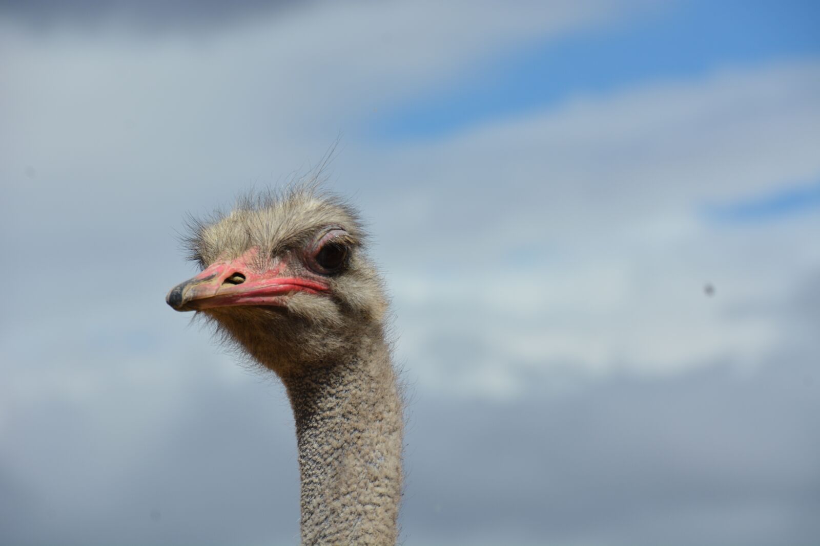 Nikon D7100 sample photo. South africa, strauss, farm photography