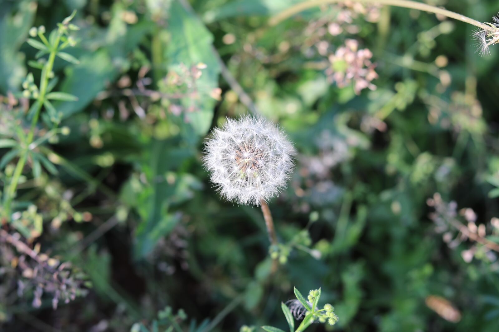 Canon EOS 80D + Canon EF 50mm F1.8 STM sample photo. Flower, nature, flora photography