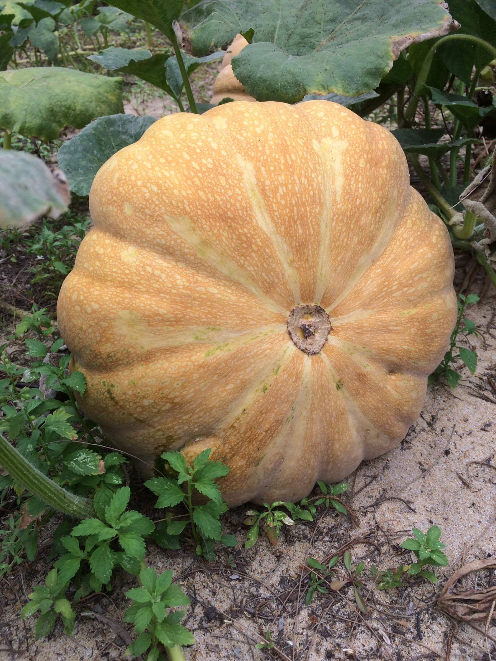 iPhone 5s back camera 4.15mm f/2.2 sample photo. Pumpkin photography