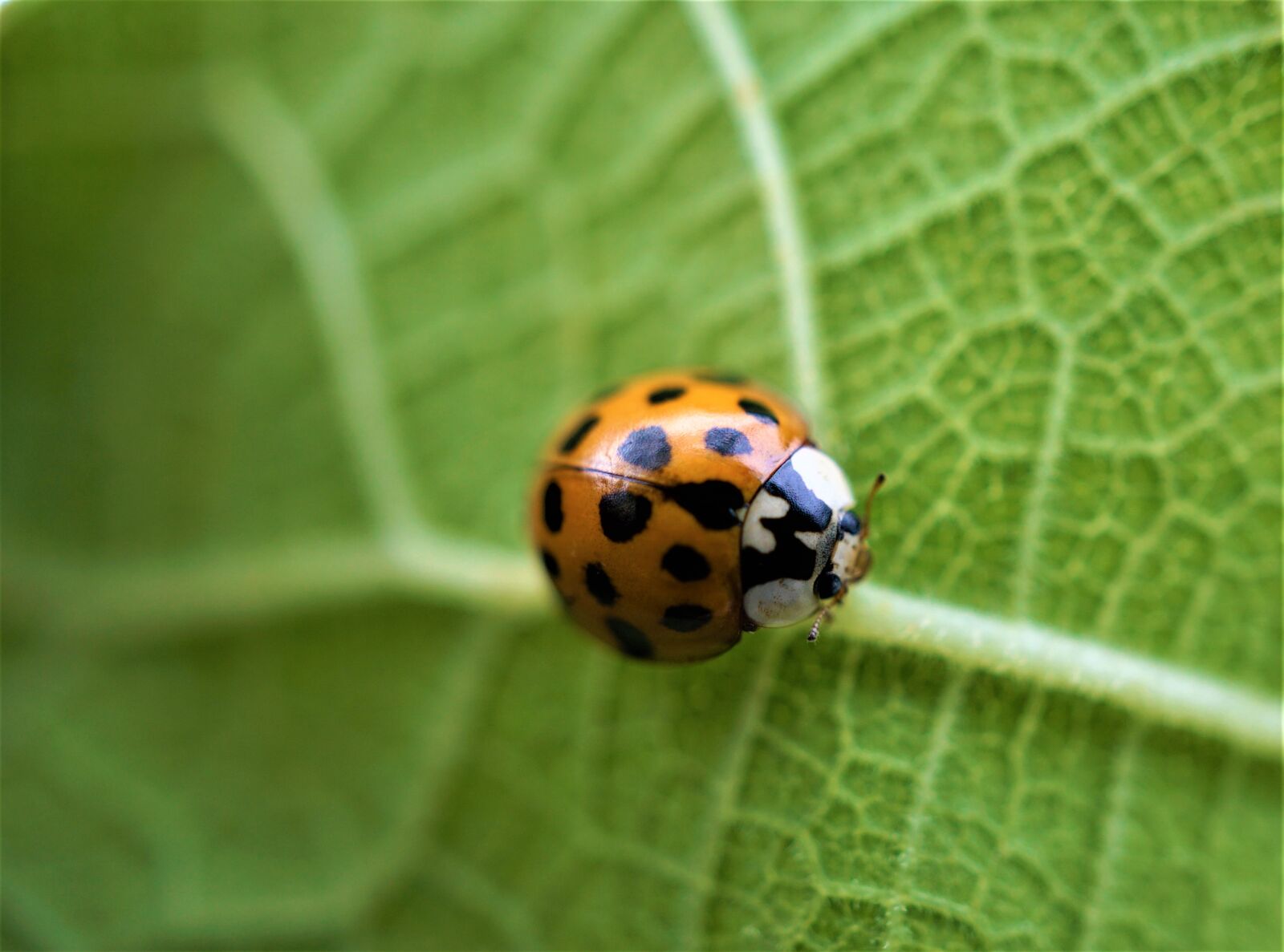 Sony E 30mm F3.5 Macro sample photo. Ladybug, leaf, background photography