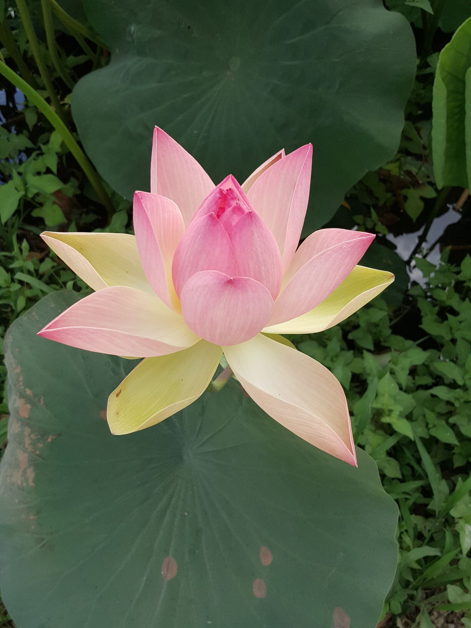 Samsung Galaxy Note5 sample photo. Pink, lotus, flowers photography