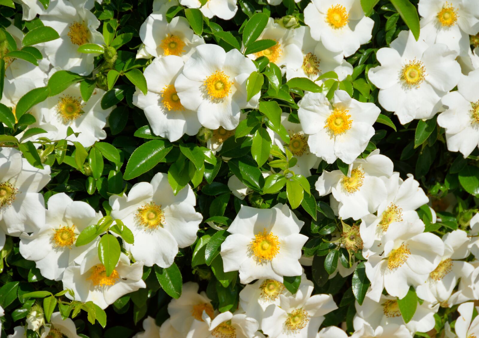 Nikon D7000 sample photo. Cherokee rose, white, color photography