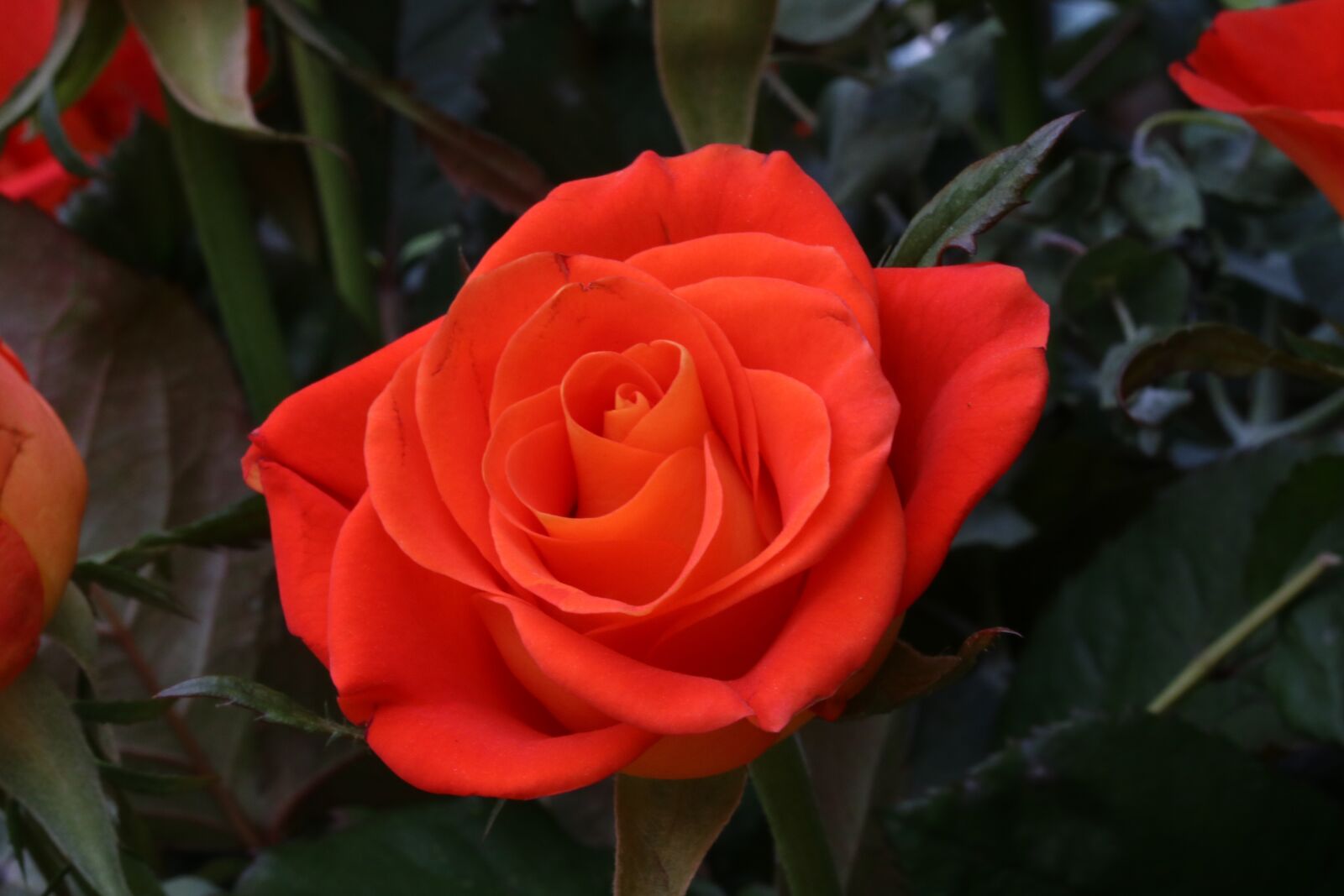 Canon EOS 750D (EOS Rebel T6i / EOS Kiss X8i) sample photo. Rose, flowers, rose garden photography