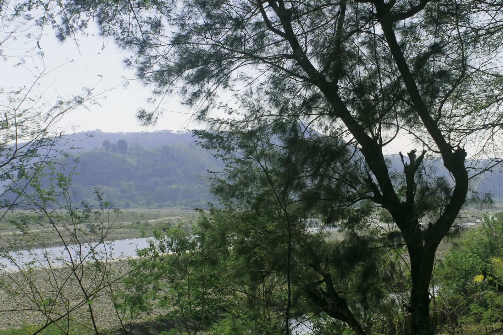 Canon EOS 1100D (EOS Rebel T3 / EOS Kiss X50) sample photo. The tree, wood, nature photography