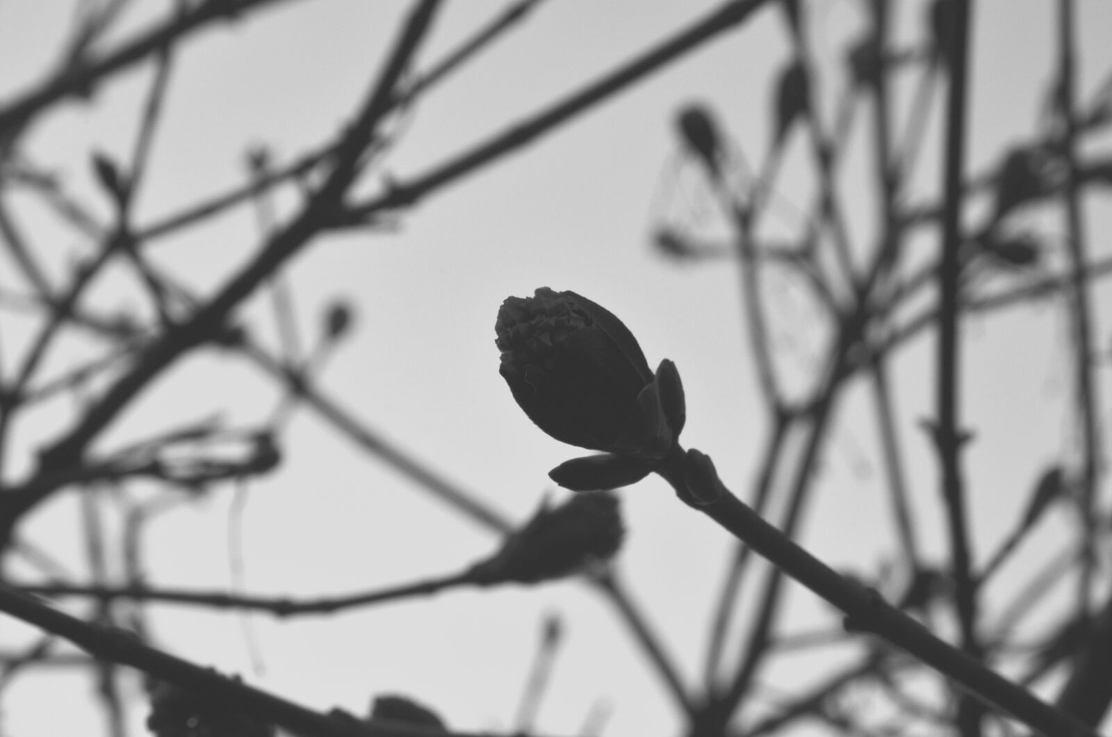 Nikon D5100 sample photo