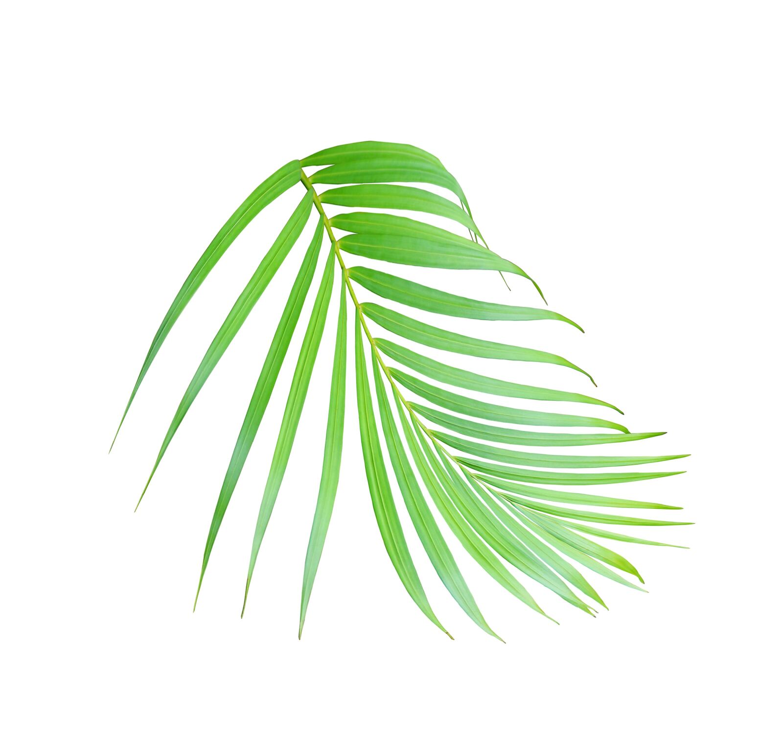 Canon EOS 700D (EOS Rebel T5i / EOS Kiss X7i) sample photo. Palm, leaf, tropical photography