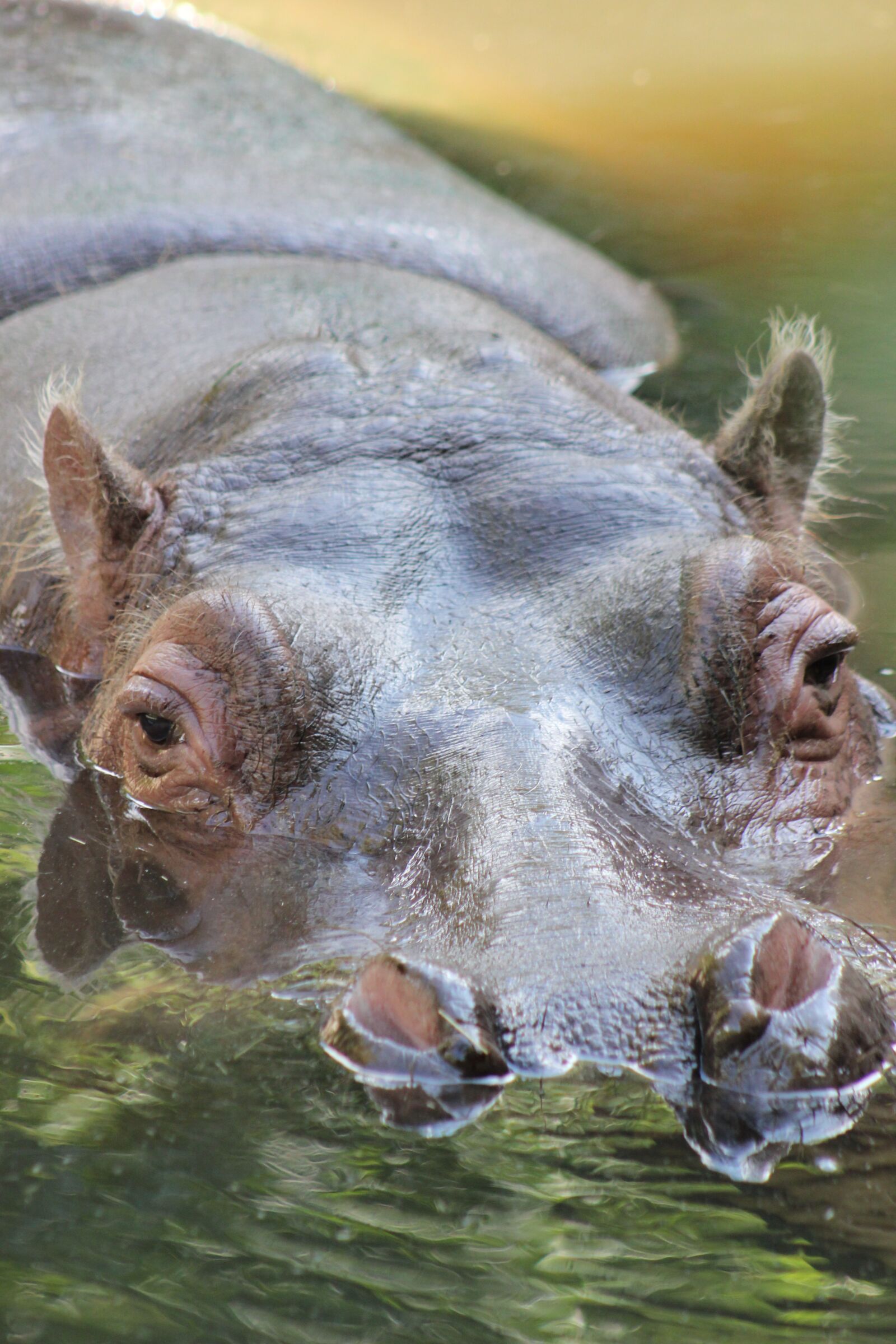 Canon EOS 550D (EOS Rebel T2i / EOS Kiss X4) sample photo. Hippo, hippopotamus, water photography