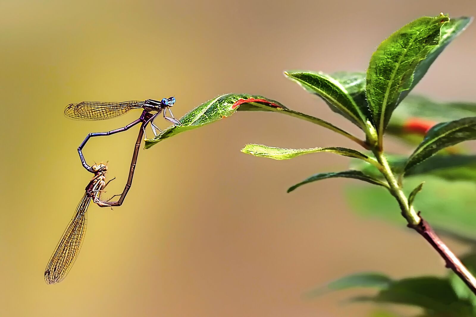 Nikon D3S sample photo. Insect, bug, dragonfly photography