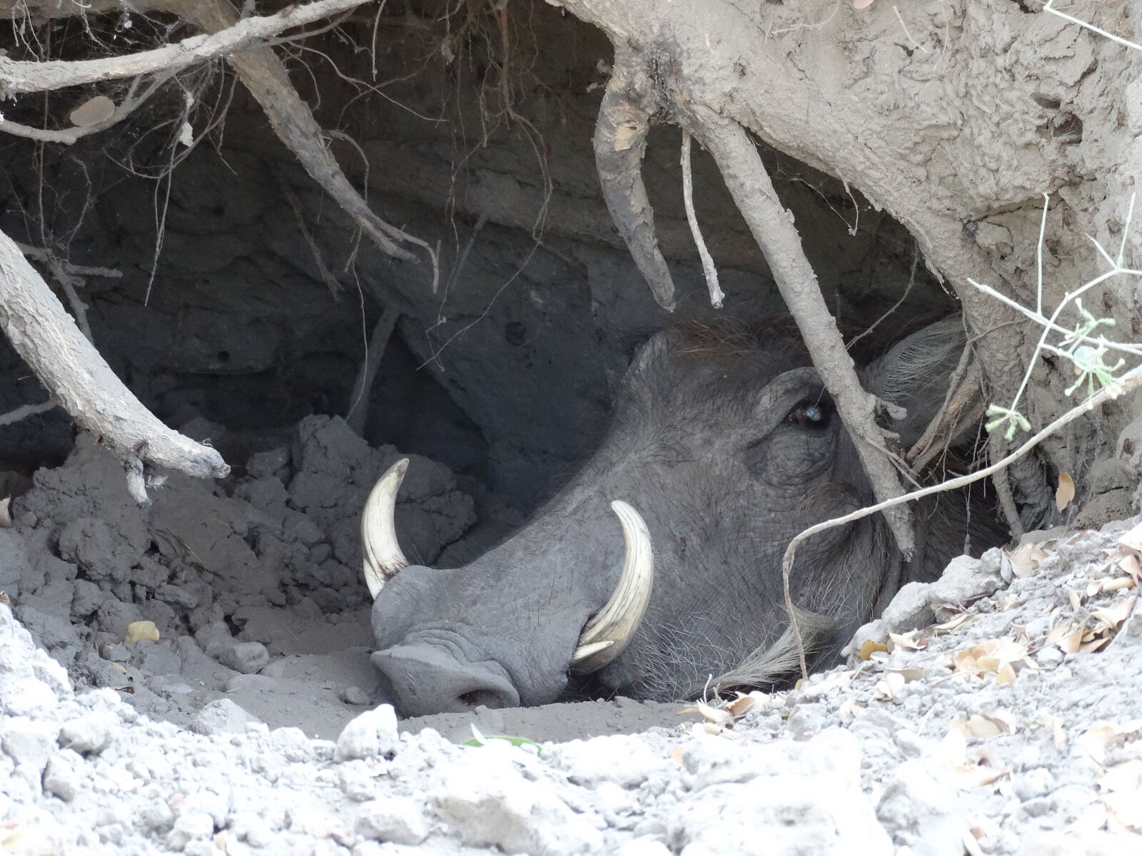 Sony Cyber-shot DSC-HX300 sample photo. Botswana, okawango, delta photography