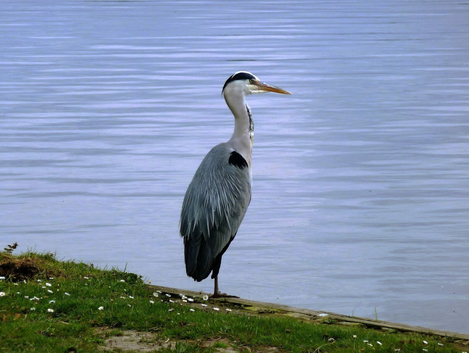 Panasonic Lumix DMC-ZS5 (Lumix DMC-TZ8) sample photo. Bird, blue heron, babu photography