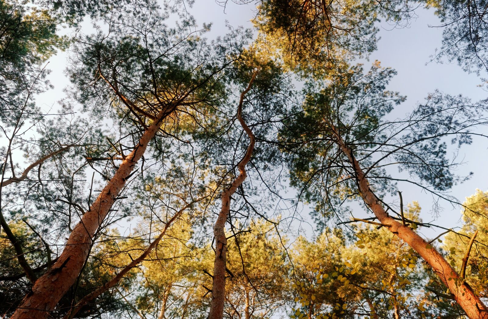 Nikon D3100 sample photo. Trees, tall, low-angle shot photography
