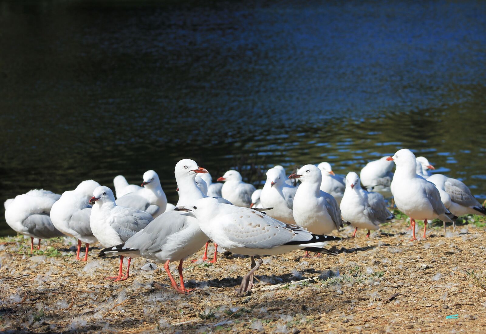 Canon EF75-300mm f/4-5.6 sample photo. Water, seagull, scenic photography
