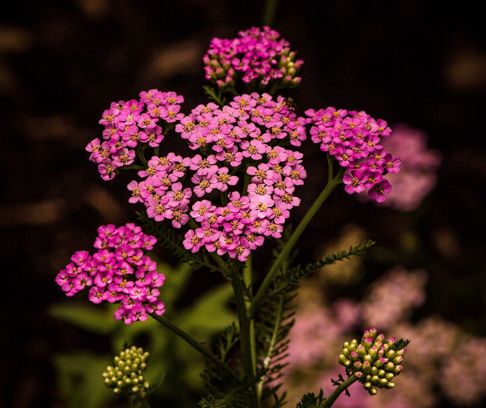 Canon EOS 600D (Rebel EOS T3i / EOS Kiss X5) sample photo. Pink yarrow, achillea millefolium photography