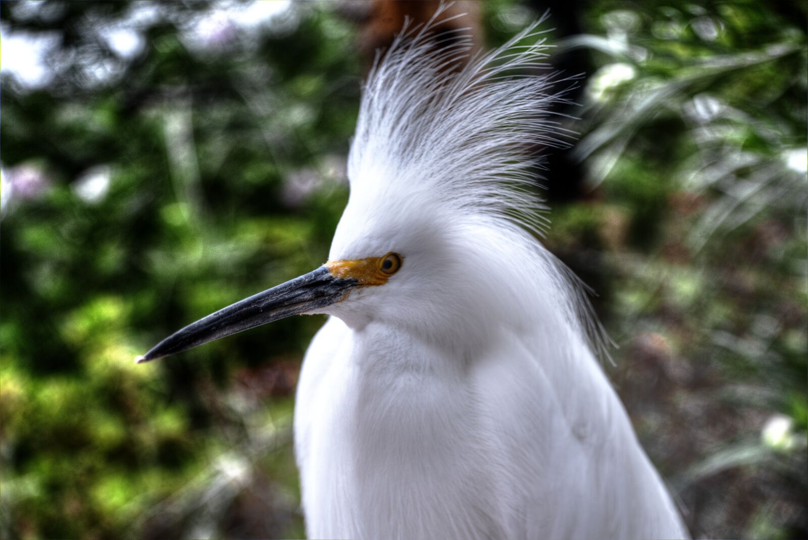 Nikon D750 sample photo. Snowy egret, white, bird photography