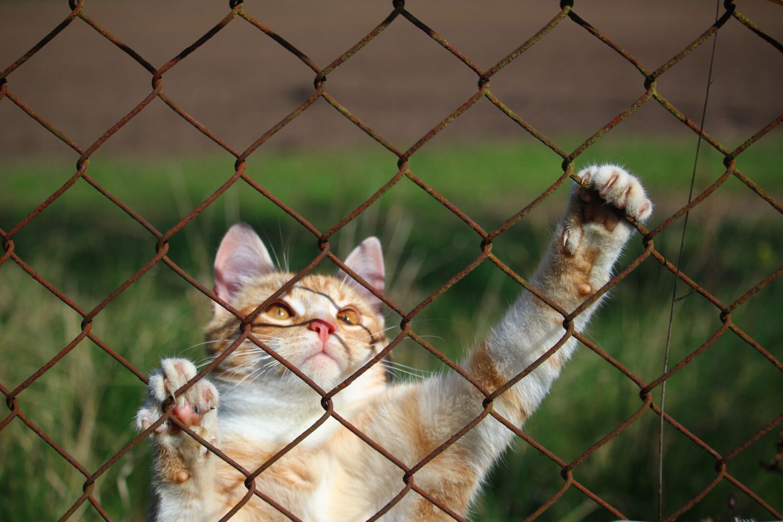 Canon EOS 100D (EOS Rebel SL1 / EOS Kiss X7) sample photo. Cat, mieze, kitten photography