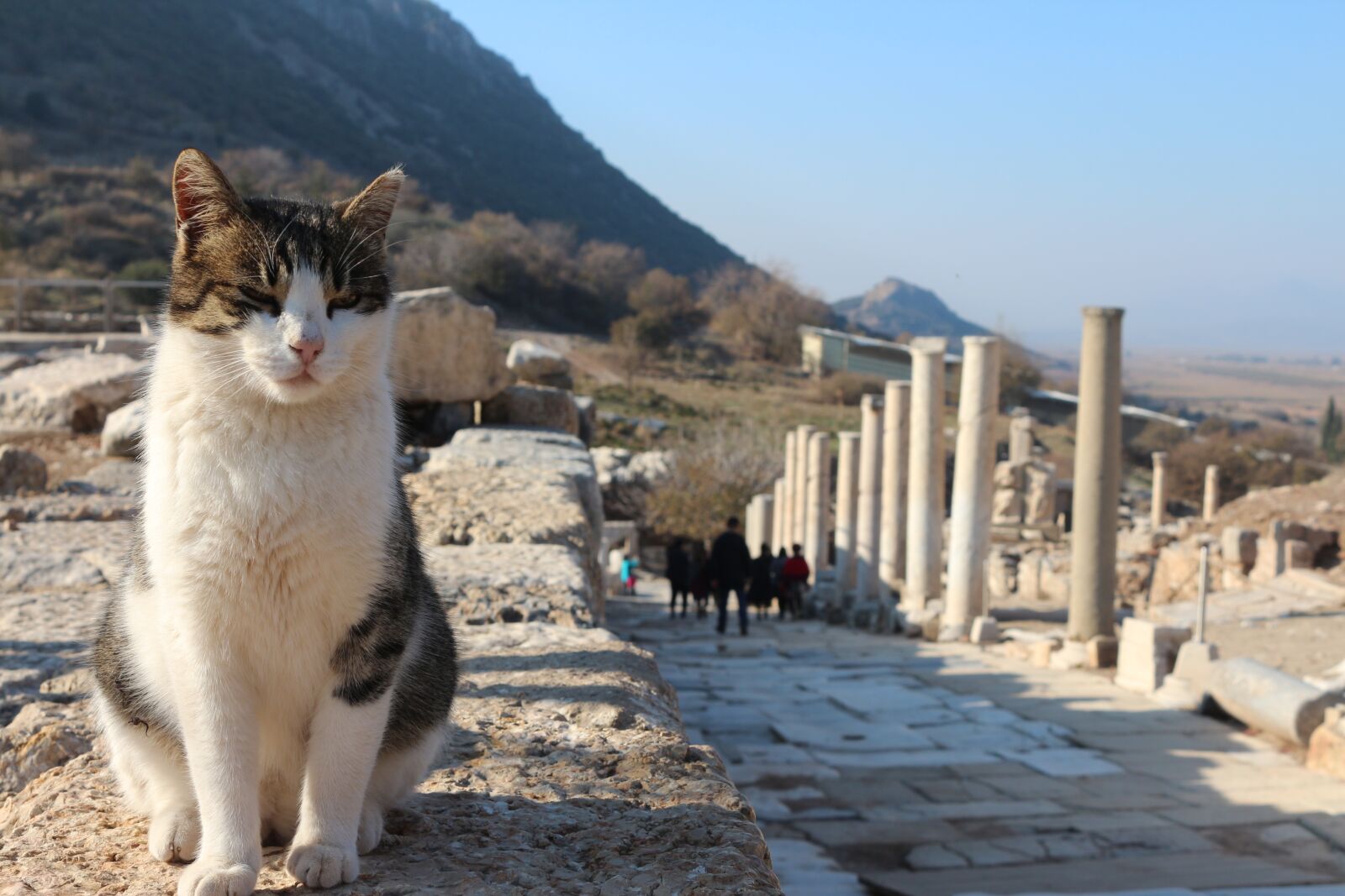 Canon EOS 650D (EOS Rebel T4i / EOS Kiss X6i) sample photo. Cat, turkey, ruins photography