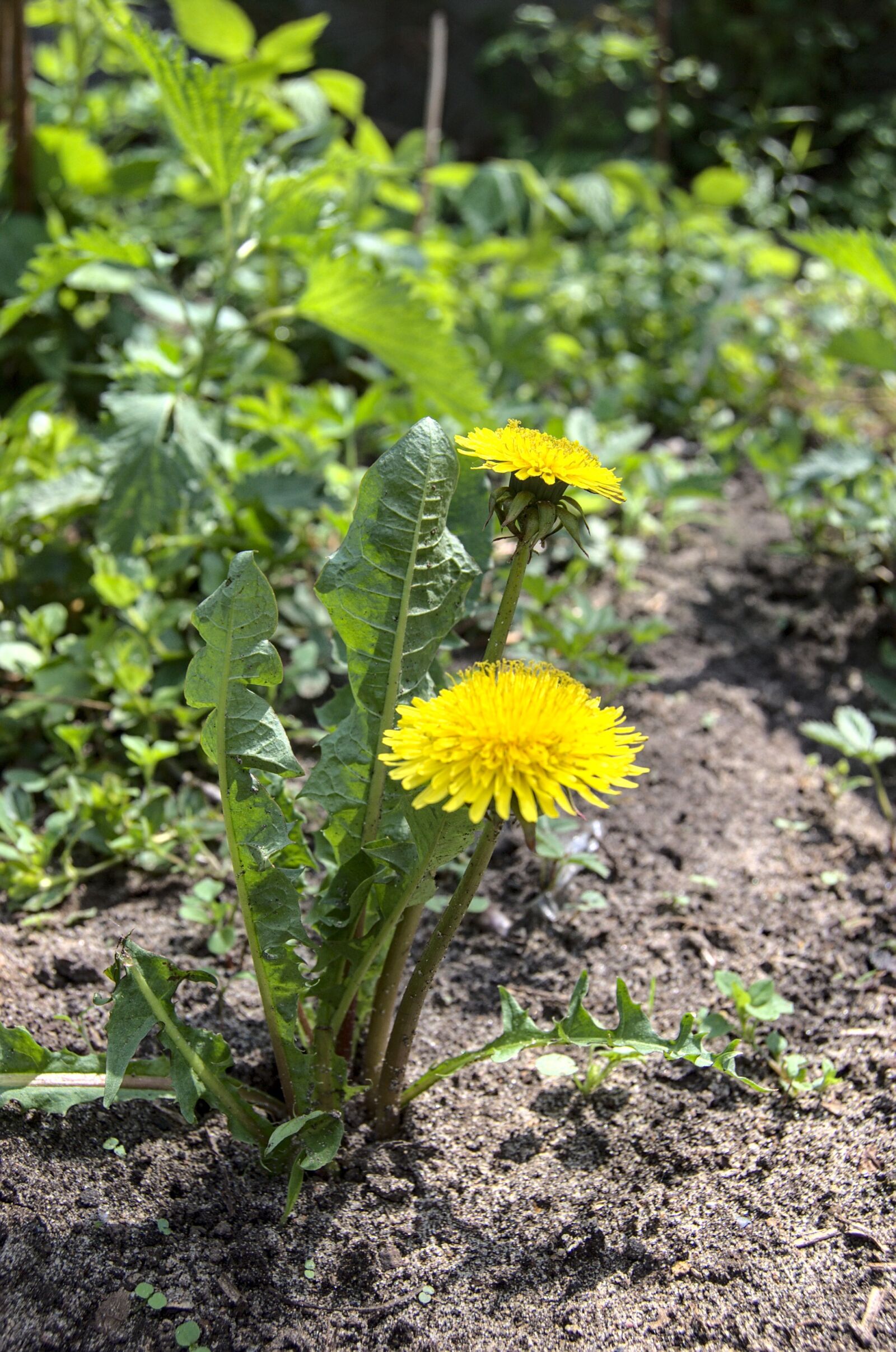 Nikon D40 sample photo. Weed, garden, plant photography