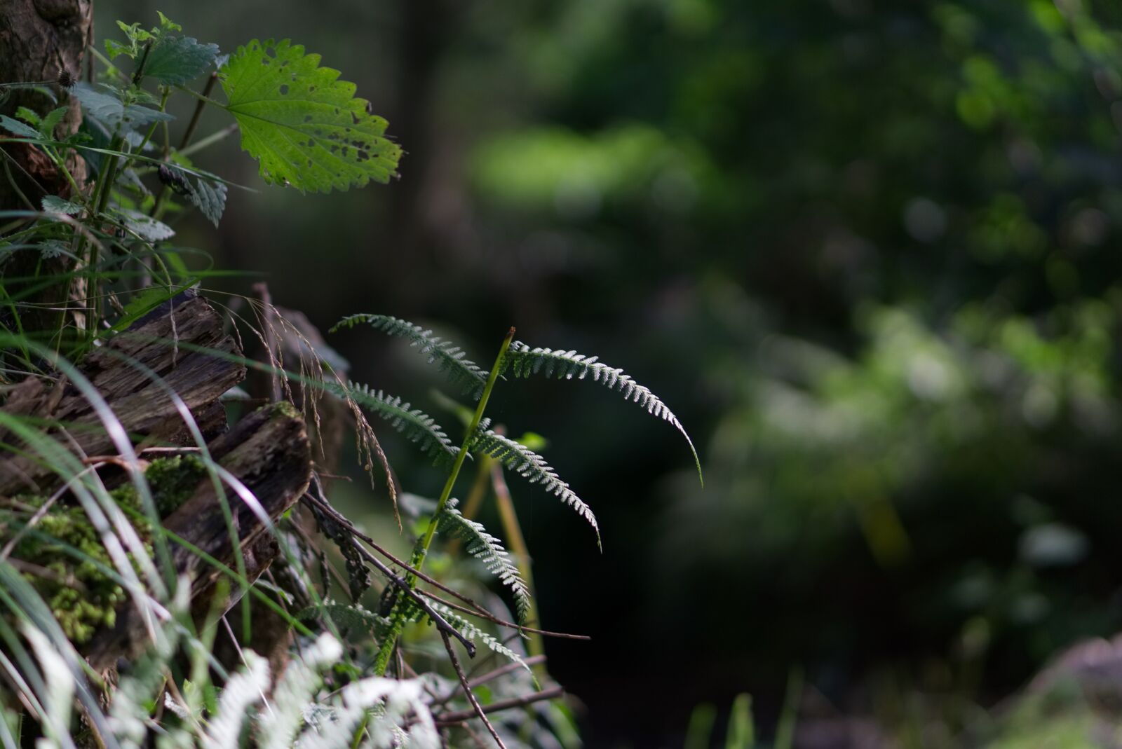 E 50mm F1.8 OSS sample photo. Small aperture, blur, soft photography