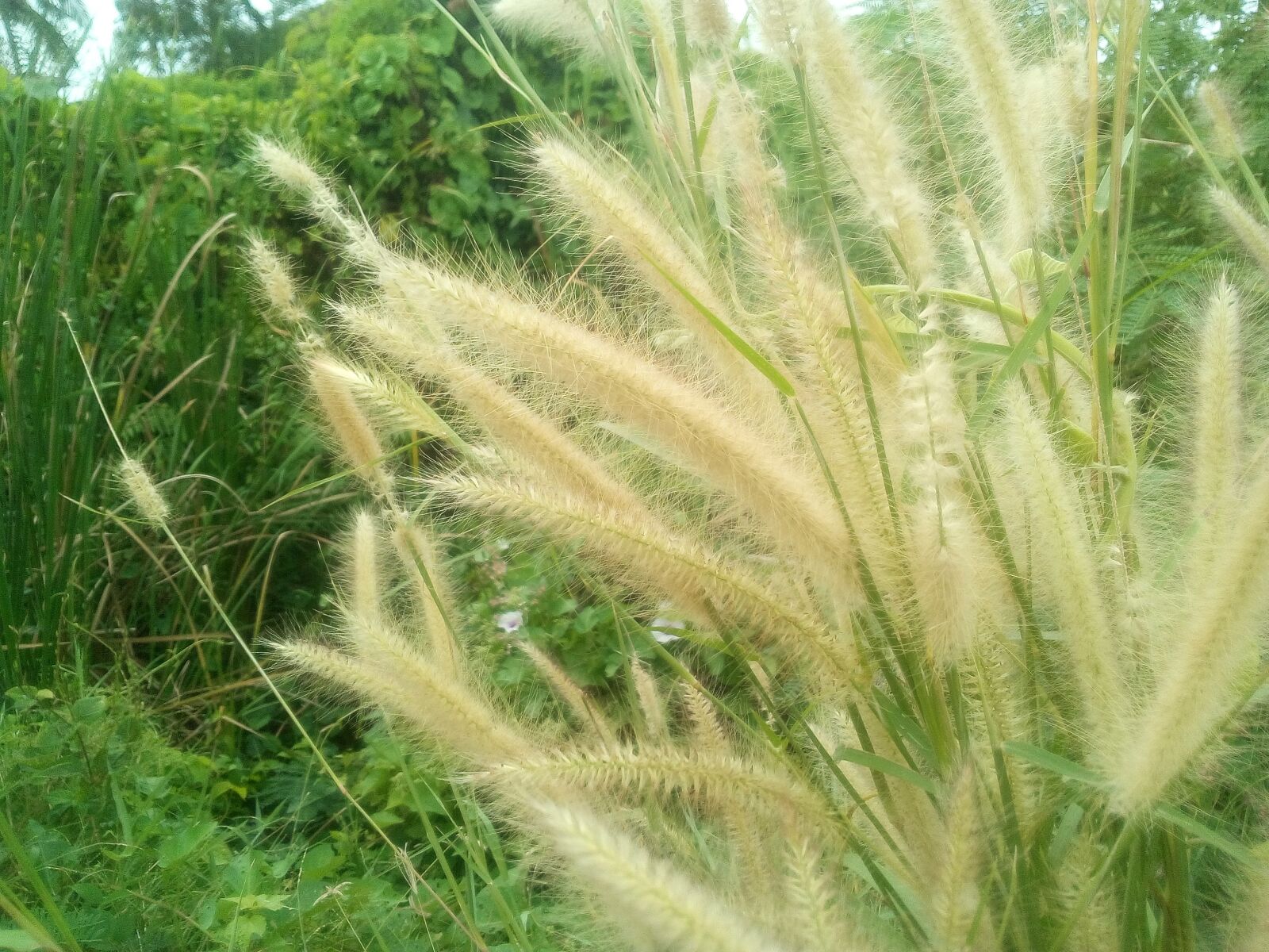 WIKO LENNY3 sample photo. Grass flowers, wind blows photography