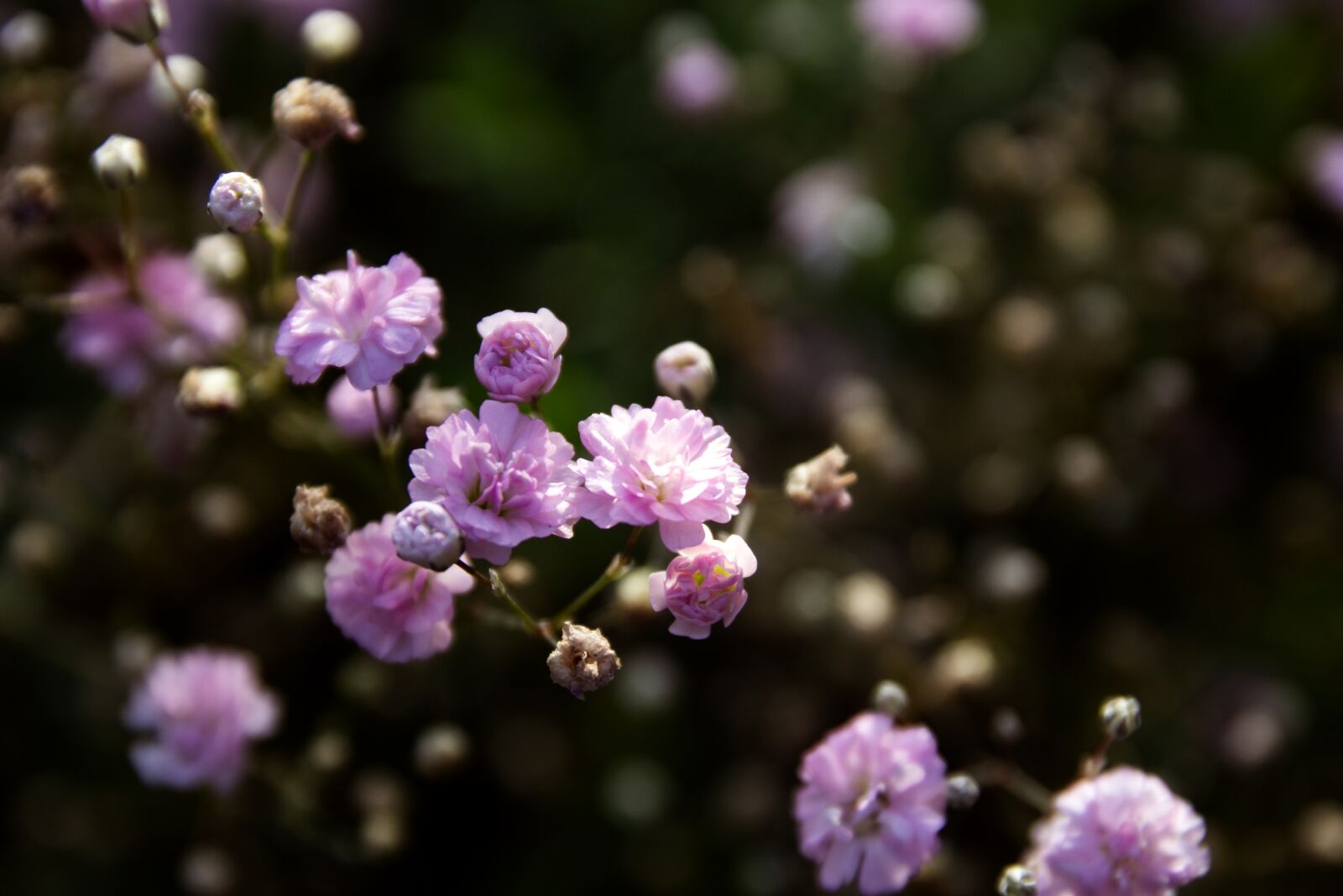 Canon EOS 60D sample photo. Summer time, flowers, plant photography