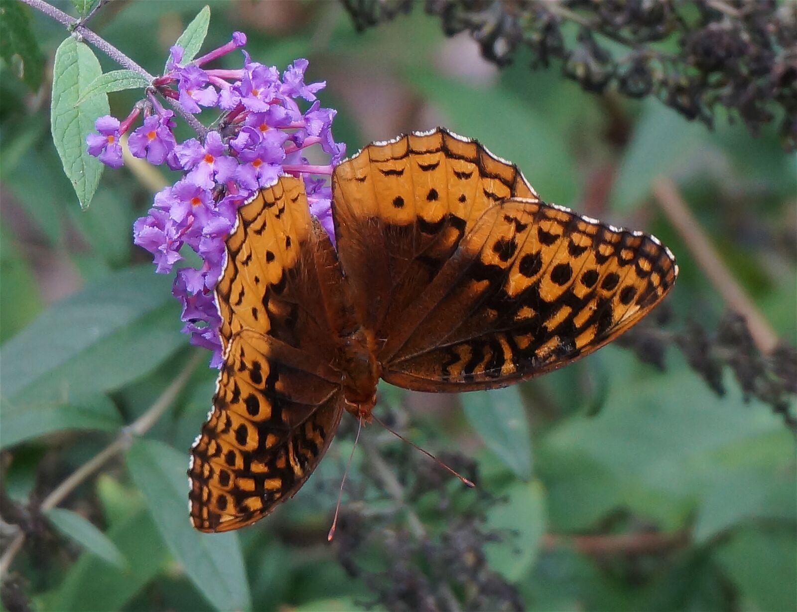 Sony Alpha NEX-5T sample photo. Great spangled fritillary, fritillary photography