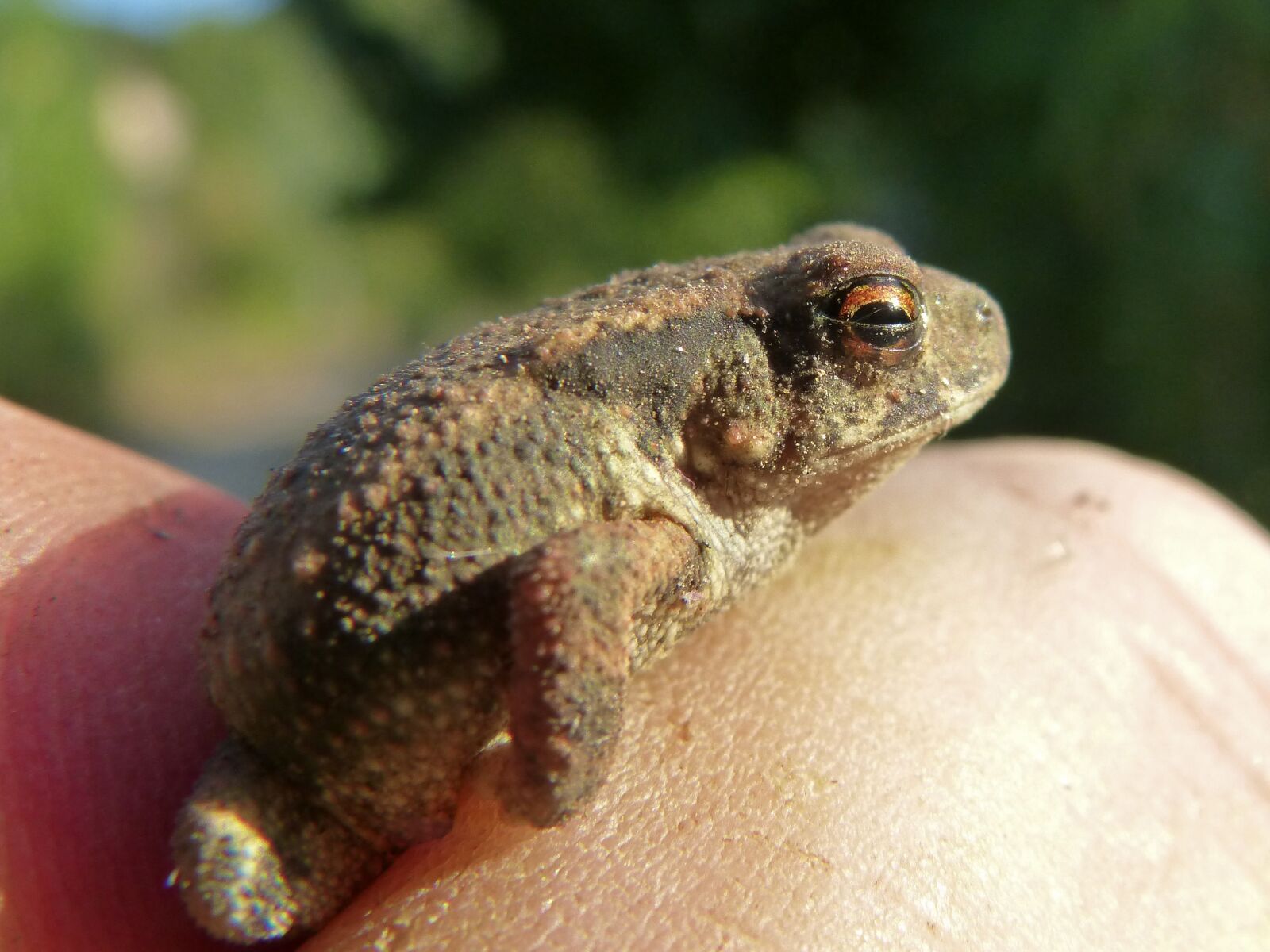 Panasonic DMC-FZ62 sample photo. Toad, hand, hunted photography