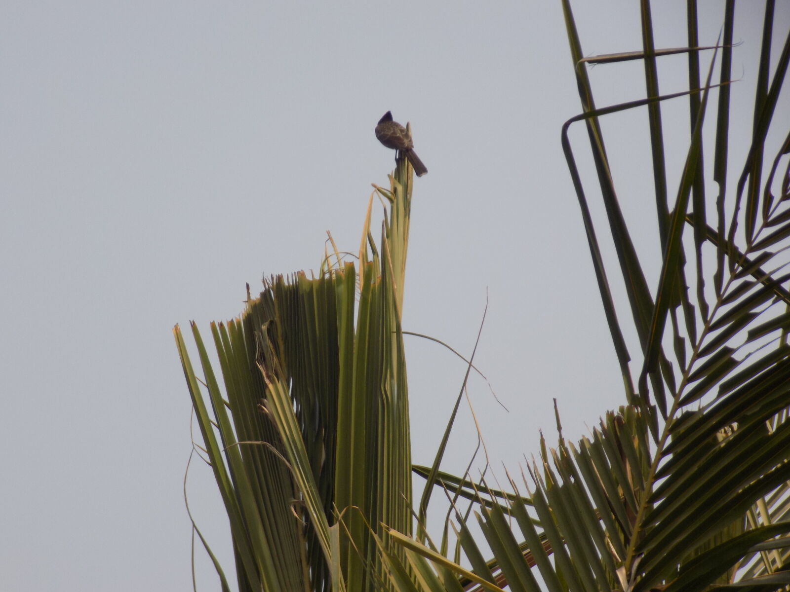 Nikon COOLPIX L330 sample photo. Bird photography