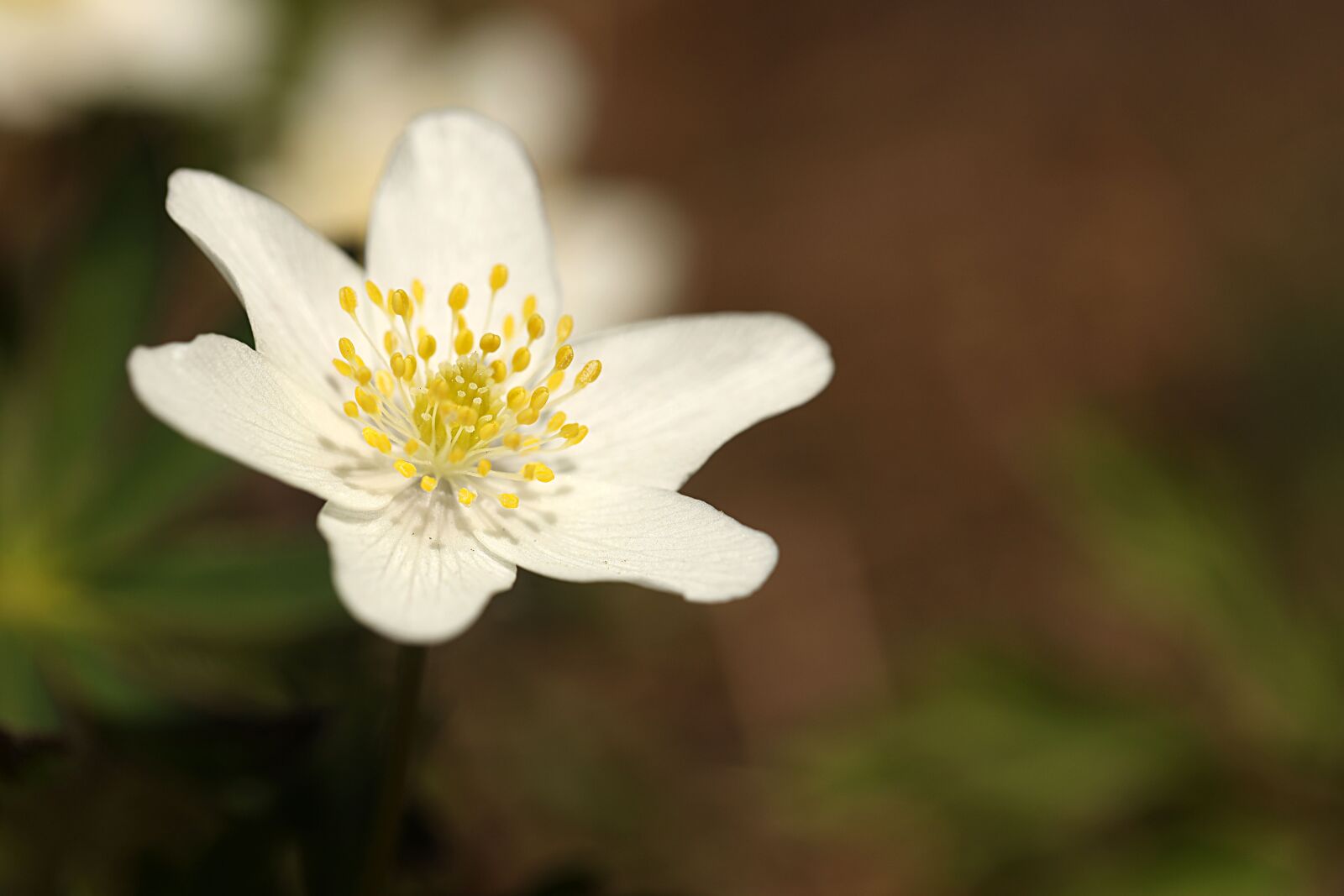 Canon EOS R sample photo. Anemone, flower, spring photography