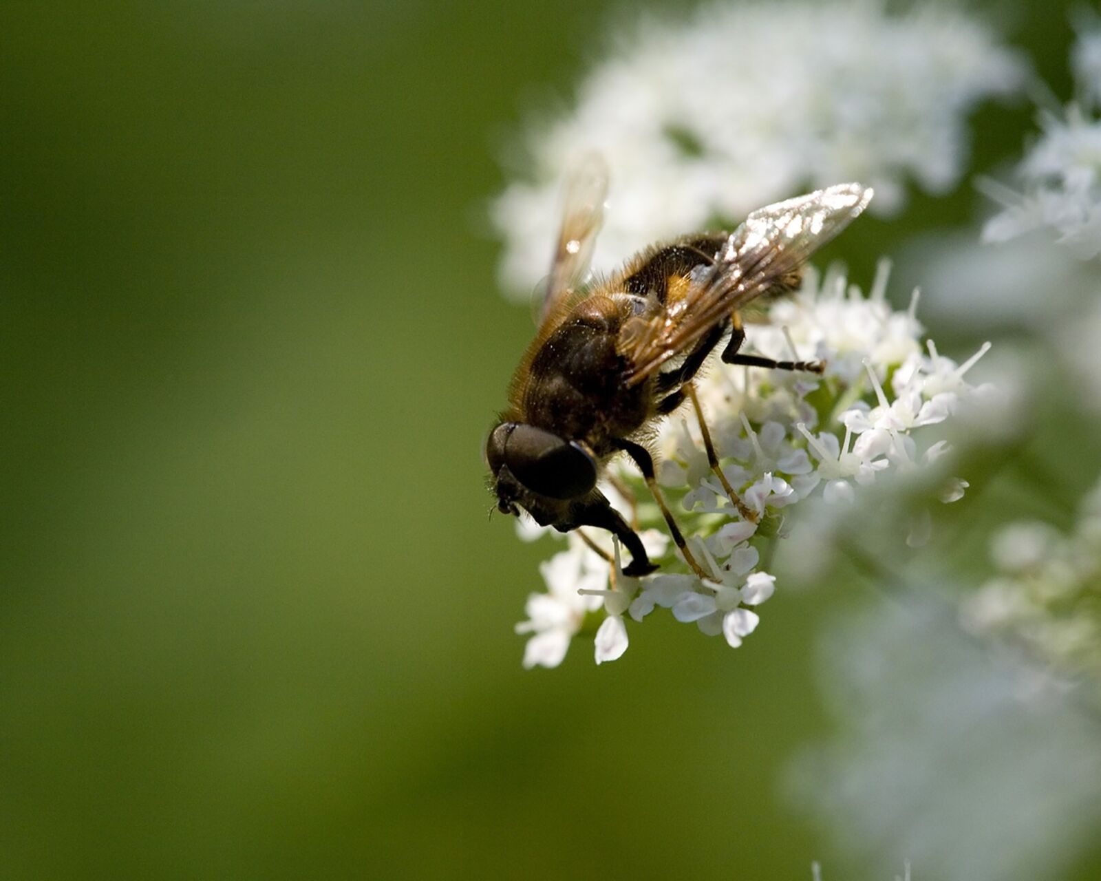 Canon EOS 5D sample photo. Nature, flower, bee photography