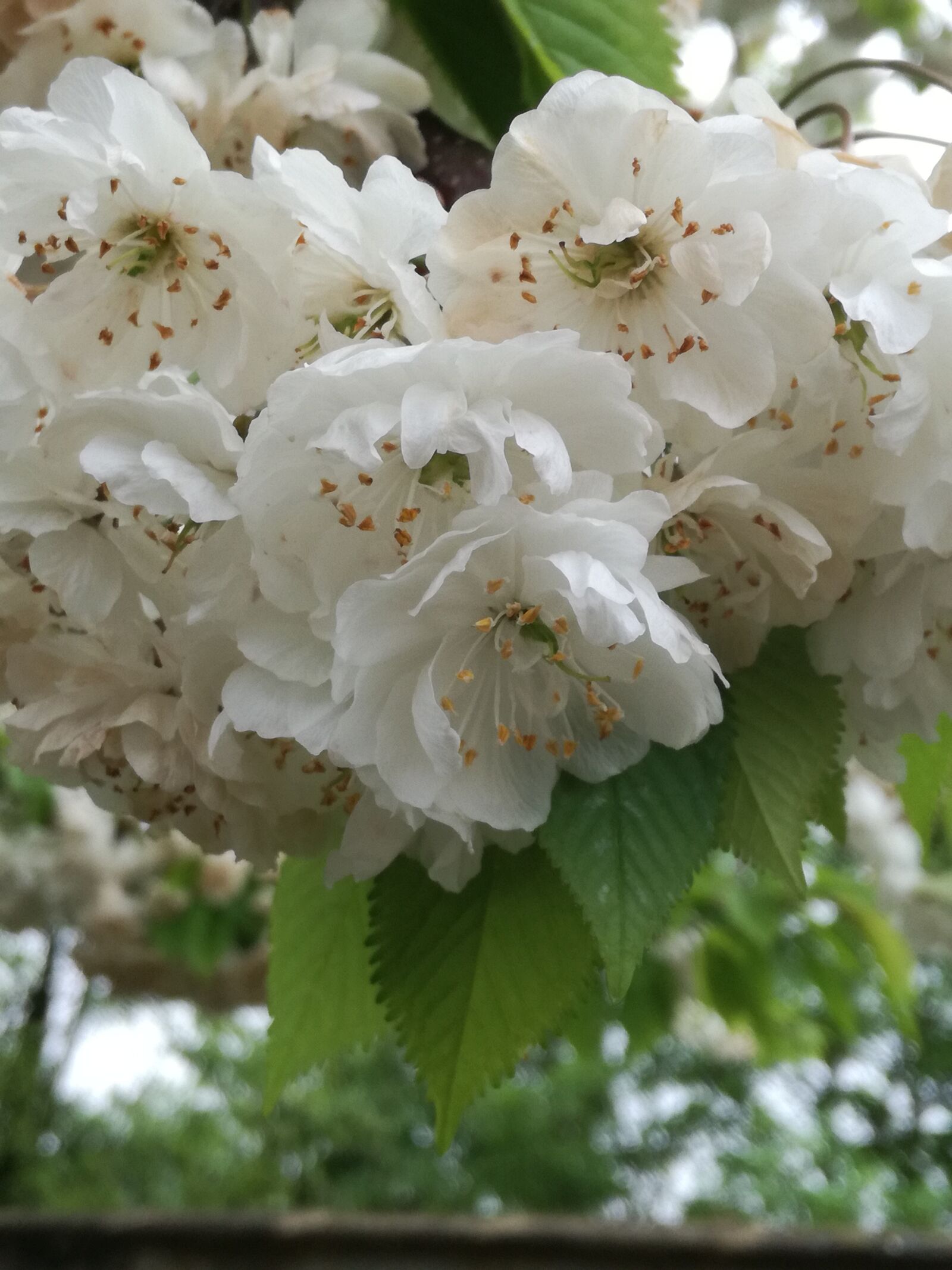 HUAWEI P9 LITE sample photo. Flower, nature, flora photography
