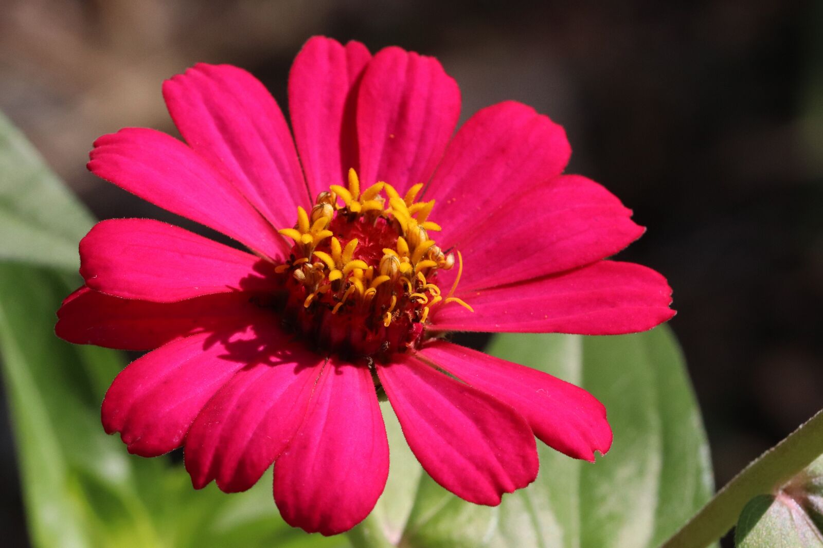 Canon EOS 800D (EOS Rebel T7i / EOS Kiss X9i) sample photo. Flowers, nature, autumn photography