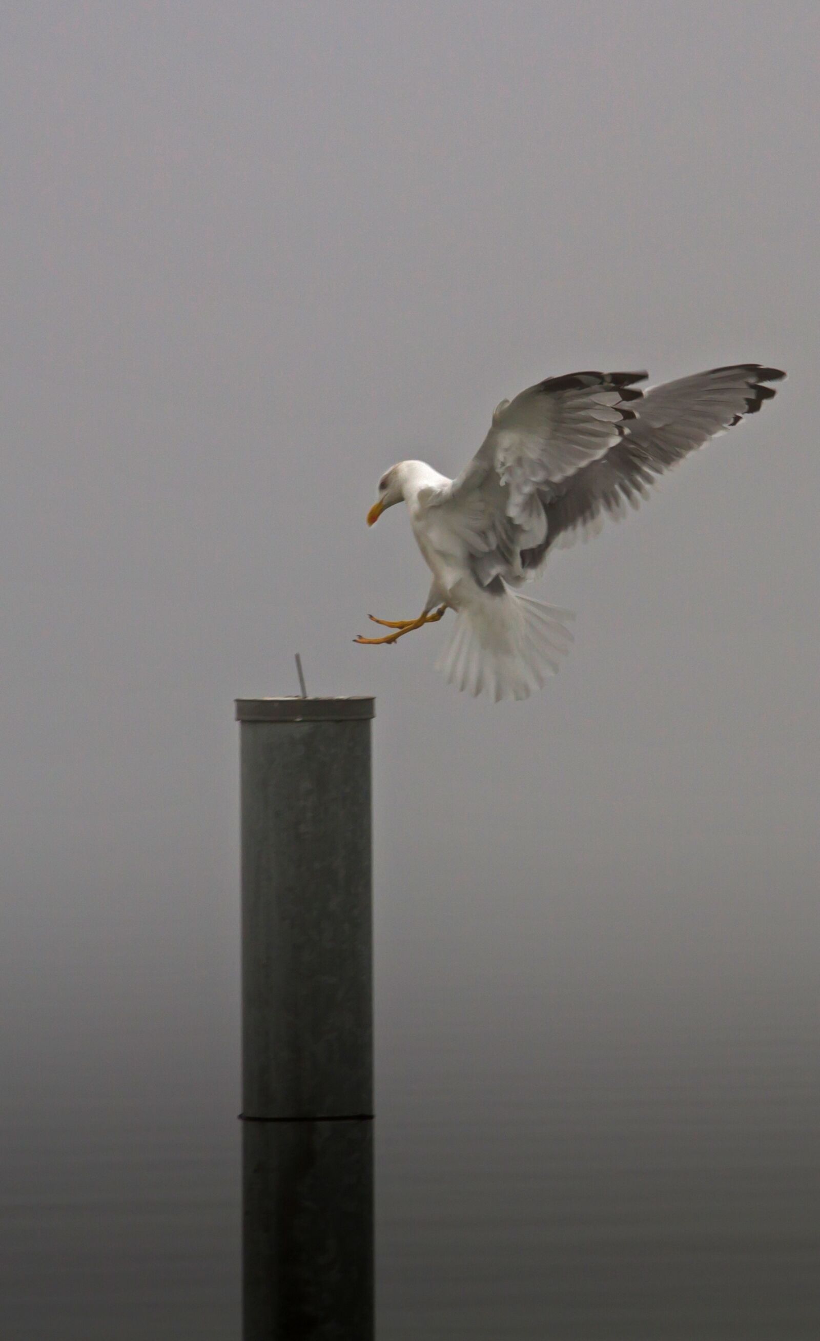 Canon EOS 7D sample photo. Seagull, gull, landing photography