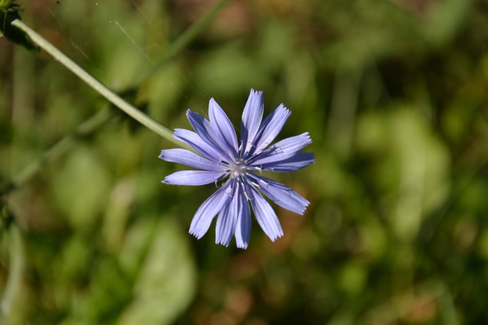 Nikon D3100 sample photo. Flower, violet, spring photography